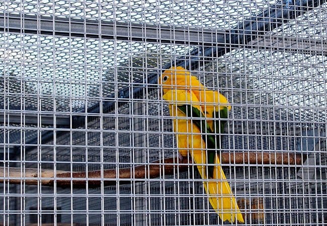 Bird Cage Fence1